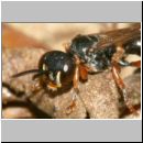 Harpactus lunatus - Grabwespe w02d - OS-Hollage Lehmkuhle.jpg